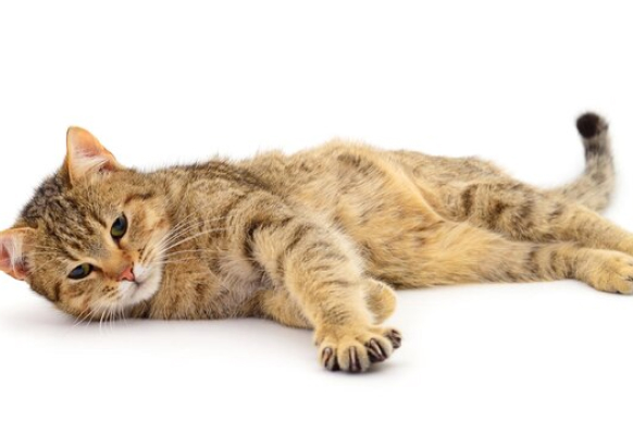 A brown tabby kitten laying on its back on a white background