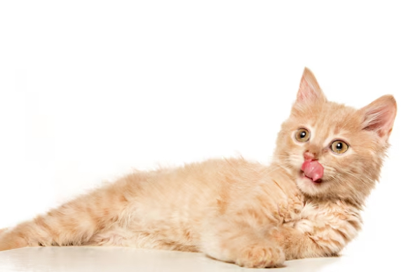 A close-up photo of a tabby kitten licking its lips