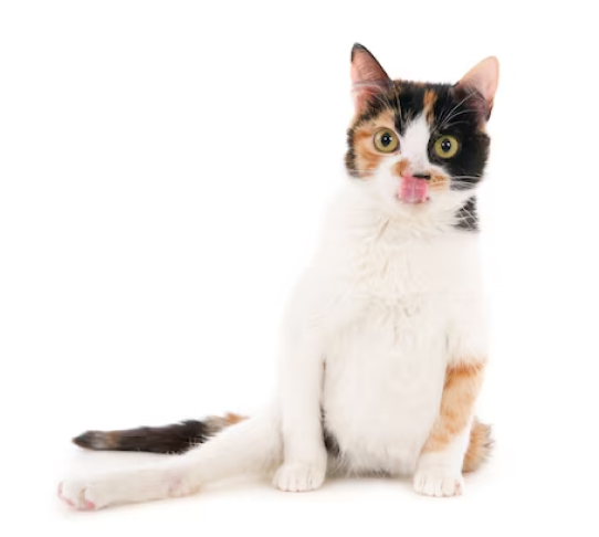 A calico cat sitting on a white background