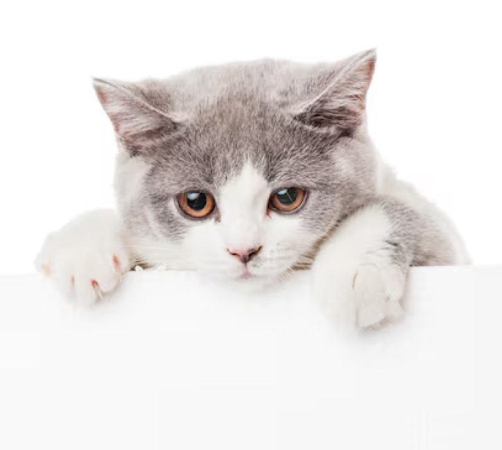 Adorable gray and white kitten peeking over a white surface