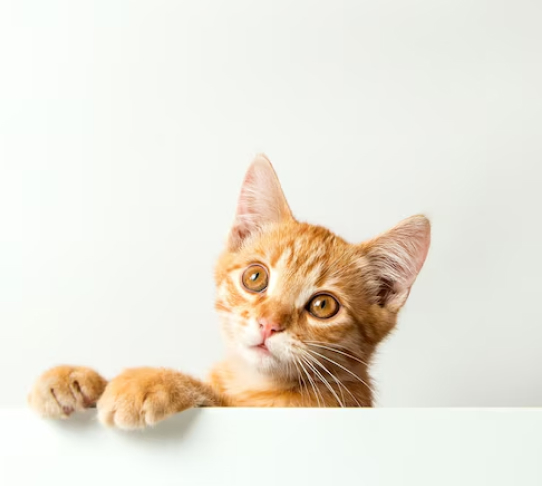 A close-up photo of a ginger tabby kitten peeking over a white sign