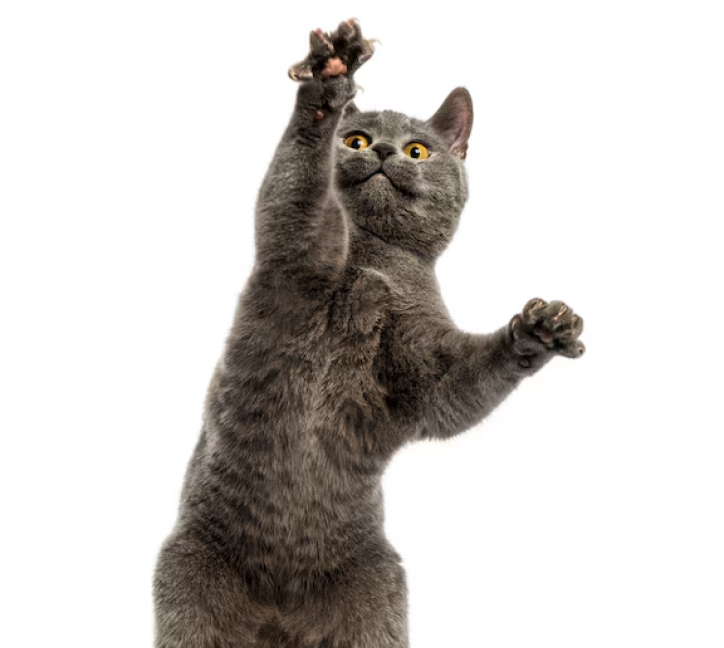 Gray kitten standing on hind legs and reaching up