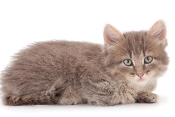 A gray kitten laying on its stomach on a white background