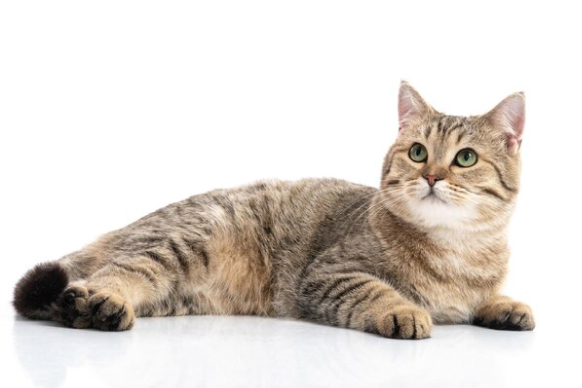 A shorthair cat laying on a white surface