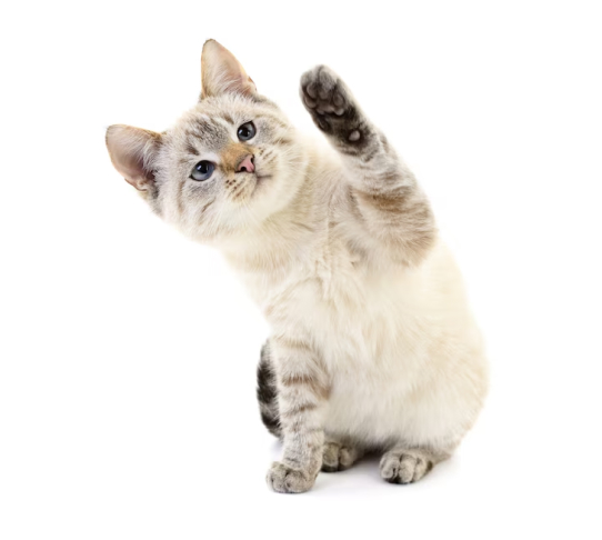 A white kitten sitting on a white background